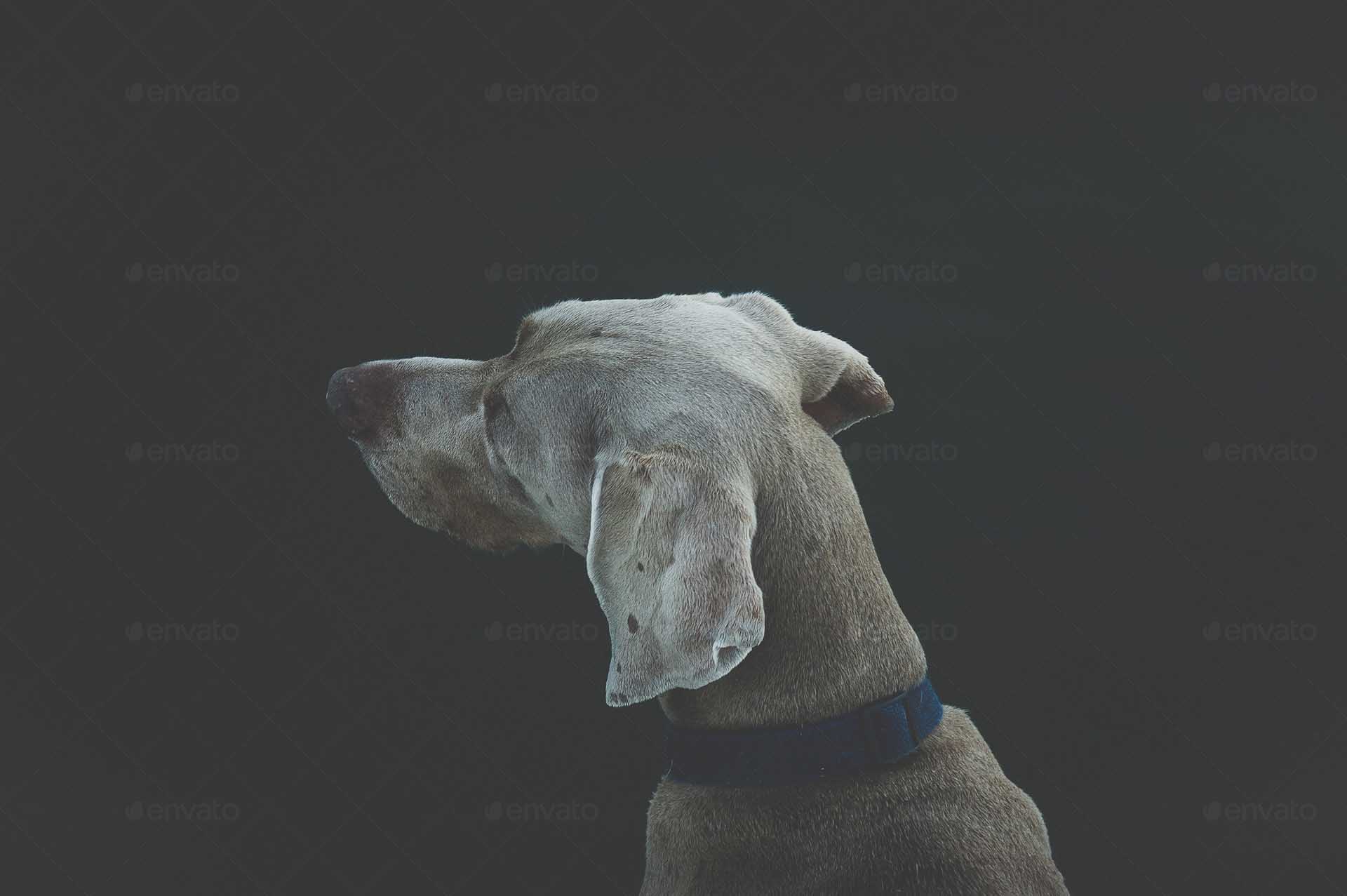 Vivamus sed orci leo